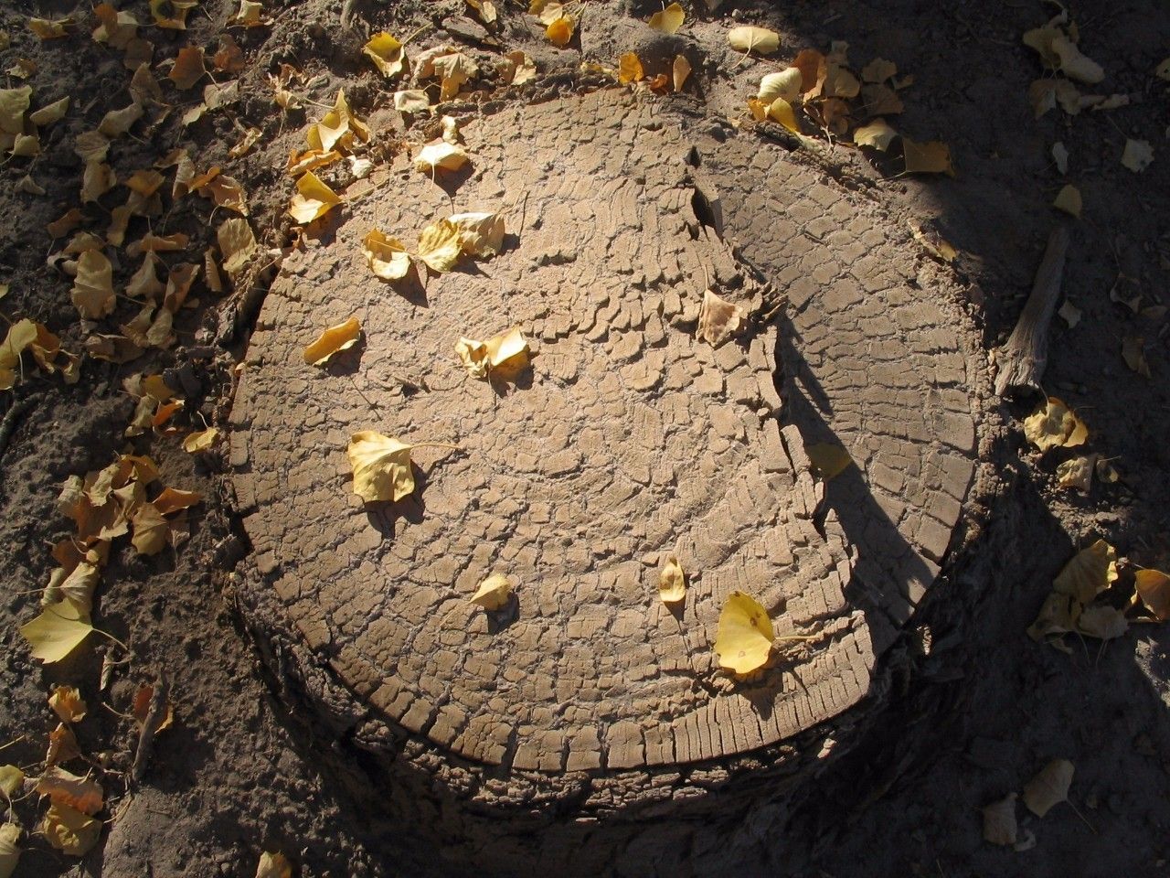 从来不打鸡血却拿下世界第一,这个日本车厂到底牛逼在哪?