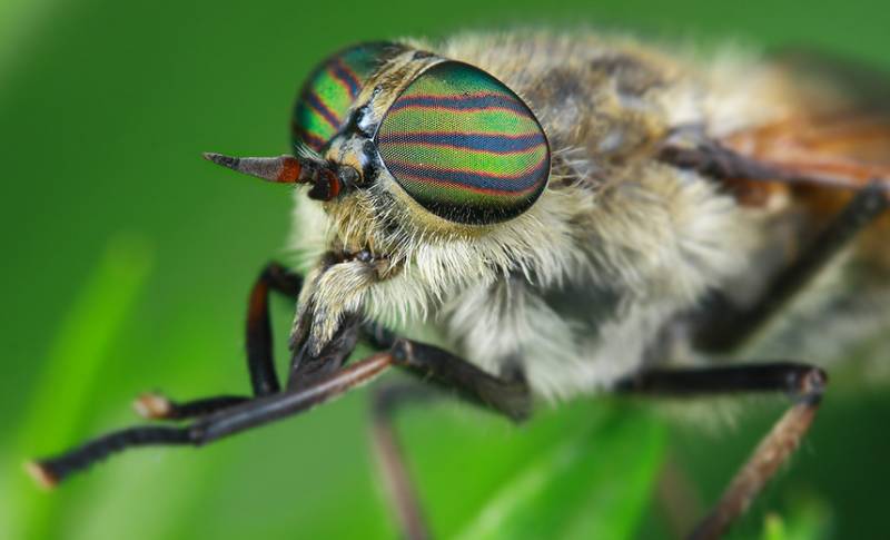 牛虻人畜皆害的吸血虫,牛虻吸血虫