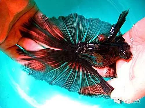 龙眼金鱼和蝶尾金鱼有什么区别,大尾金鱼品种图谱大全