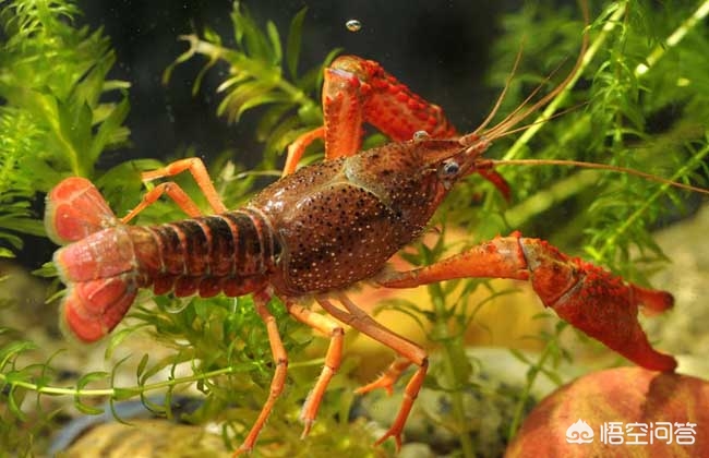 投资养殖小龙虾100亩成本多少钱,养殖一亩小龙虾投资多少