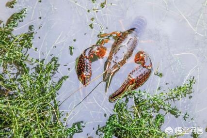 河塘养殖小龙虾技术要求视频,小龙虾养殖技术一亩地收益