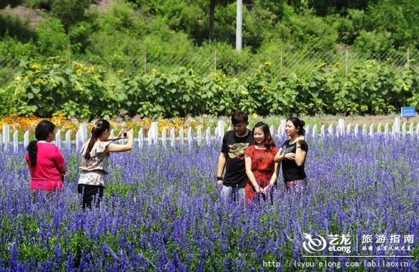 紫海香堤香草艺术庄园特色,紫海香堤香草艺术庄园怎么样