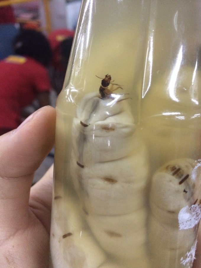 【非洲璀璨明珠】乌干达生活旅游指南