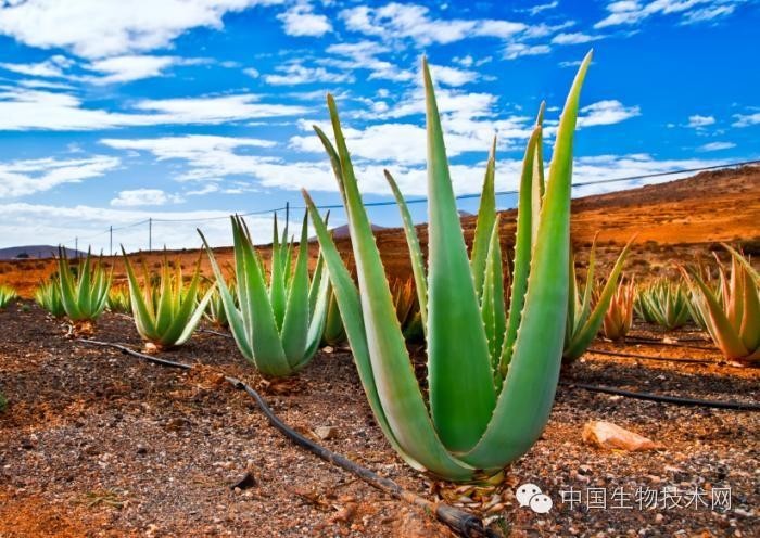 口服芦荟可用于II型糖尿病治疗