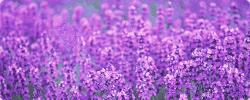东方普罗旺斯紫色花海,普罗旺斯绚丽花海