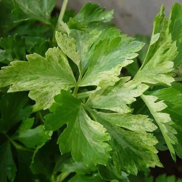 芹菜种植技术和管理方法及病害,芹菜苗期有哪些细菌性病害