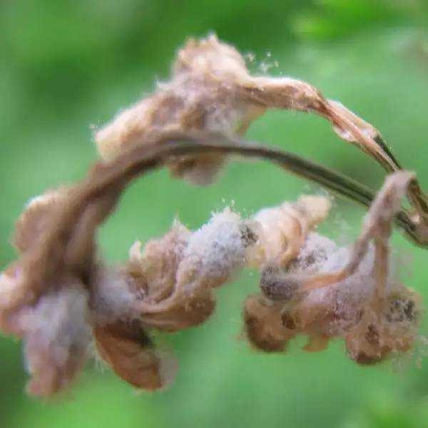 芹菜种植技术和管理方法及病害,芹菜苗期有哪些细菌性病害