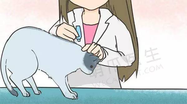 宠物驱跳蚤最有效的方法,自己在家怎么给宠物除蚤