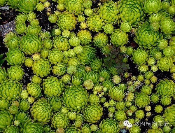 韩国精美多肉,欧美风多肉