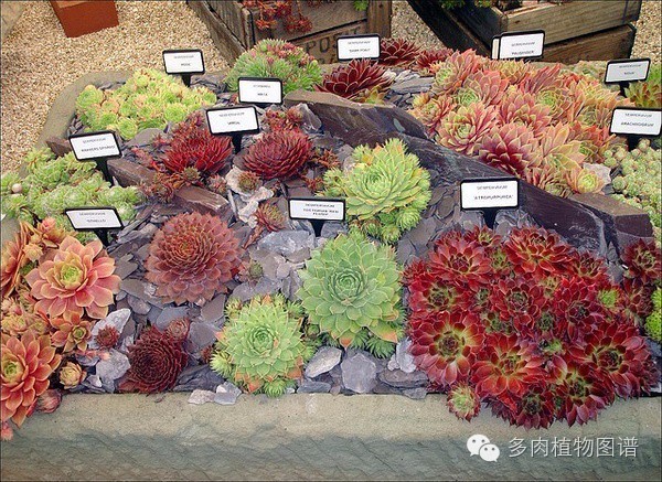 韩国精美多肉,欧美风多肉