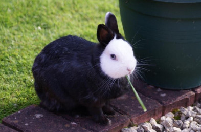 兔子喜欢吃的带刺的草,用带刺的树叶喂兔子