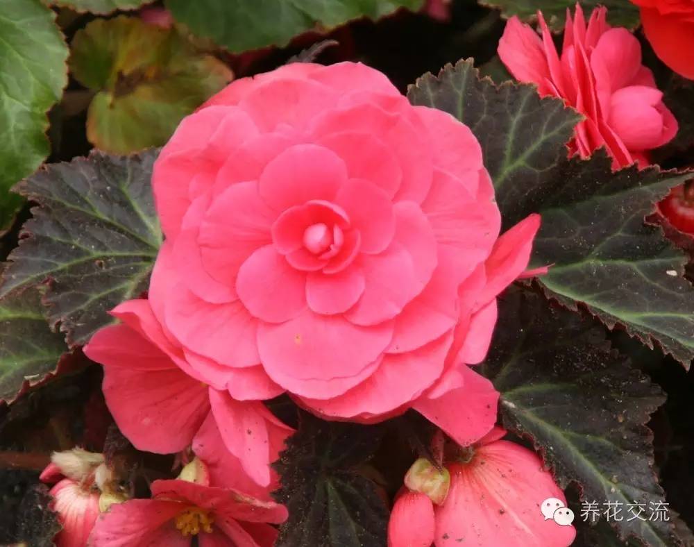 20种一二年生花卉,22种花朵