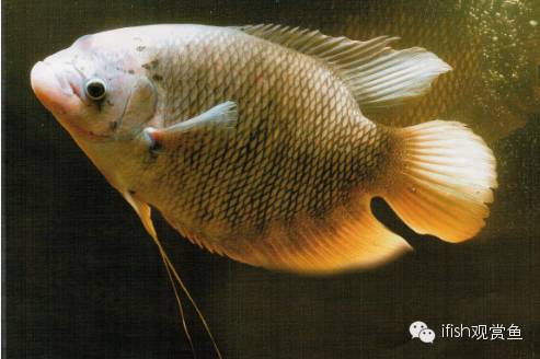 玩家“战船”哪能说翻就翻！