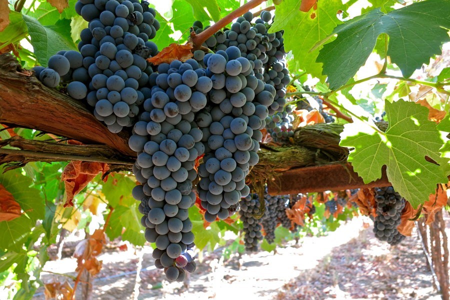 葡萄牙新手入门教程,葡萄牙vivere葡萄酒