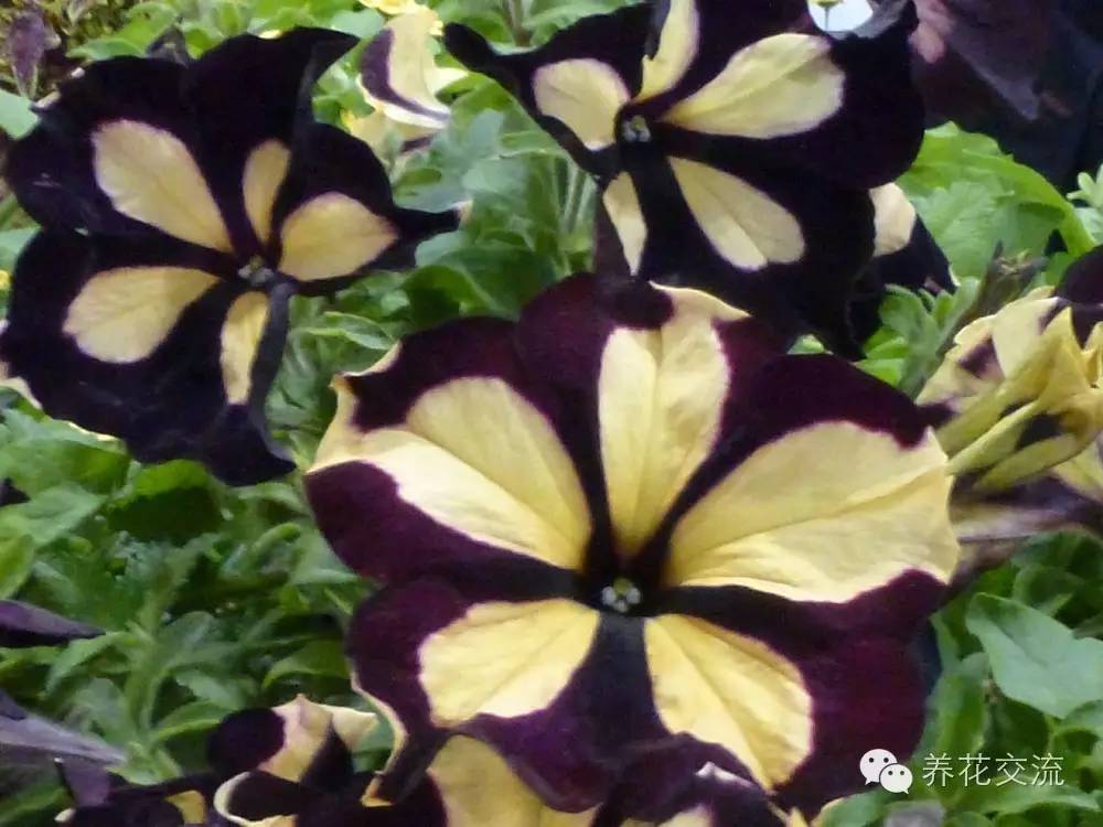 20种一二年生花卉,22种花朵