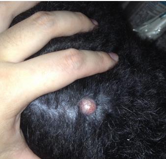 狗狗身上长个肉球能手术吗,狗狗身上长粉色肉球