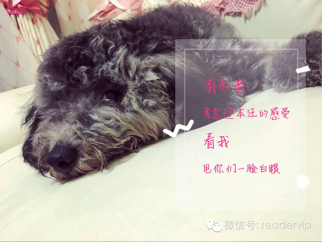 教做狗粮,最安全最健康的狗粮制作方法