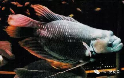 玩家“战船”哪能说翻就翻！