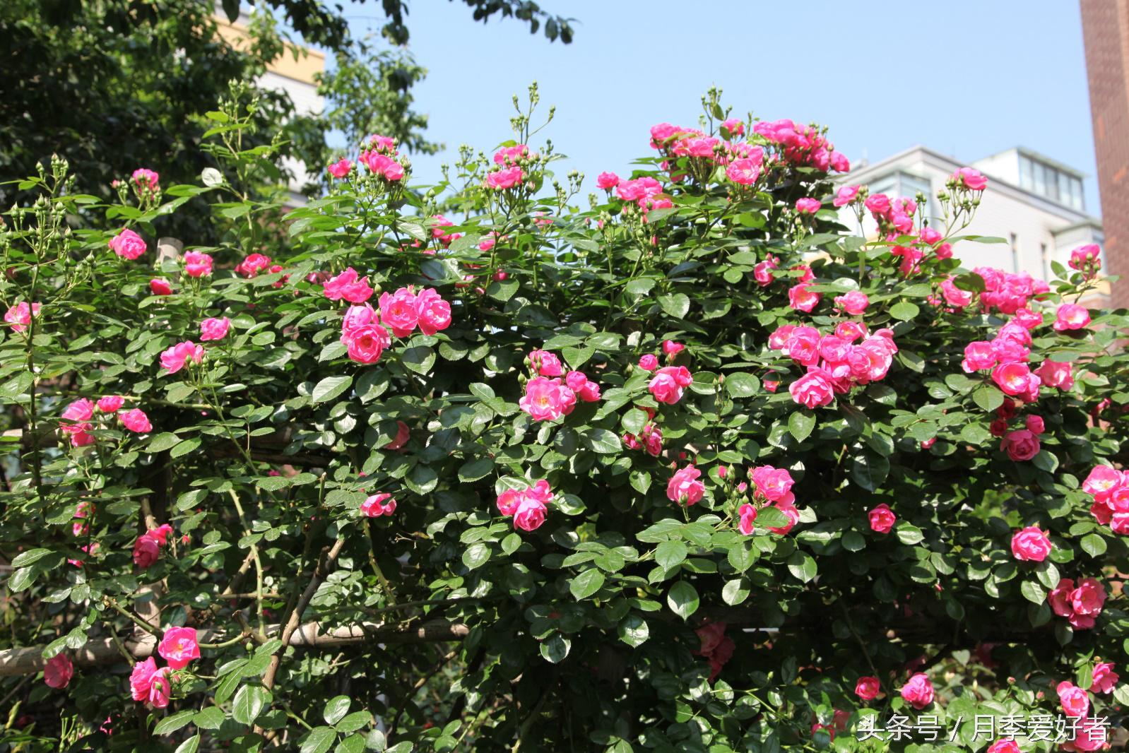 月季玫瑰蔷薇芍药牡丹的区别,蔷薇月季玫瑰区别是什么