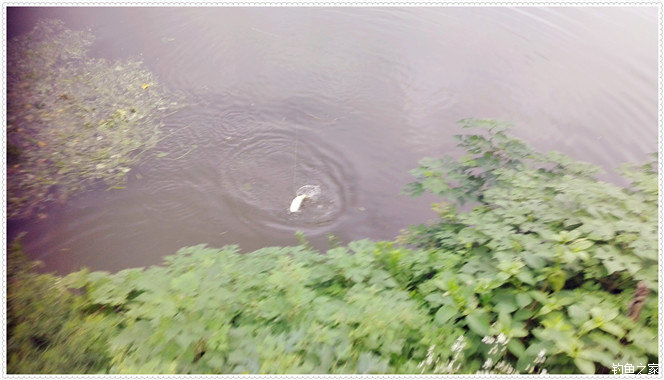 大雨一直下在鱼塘怎么钓草鱼,下大雨水库好钓草鱼吗