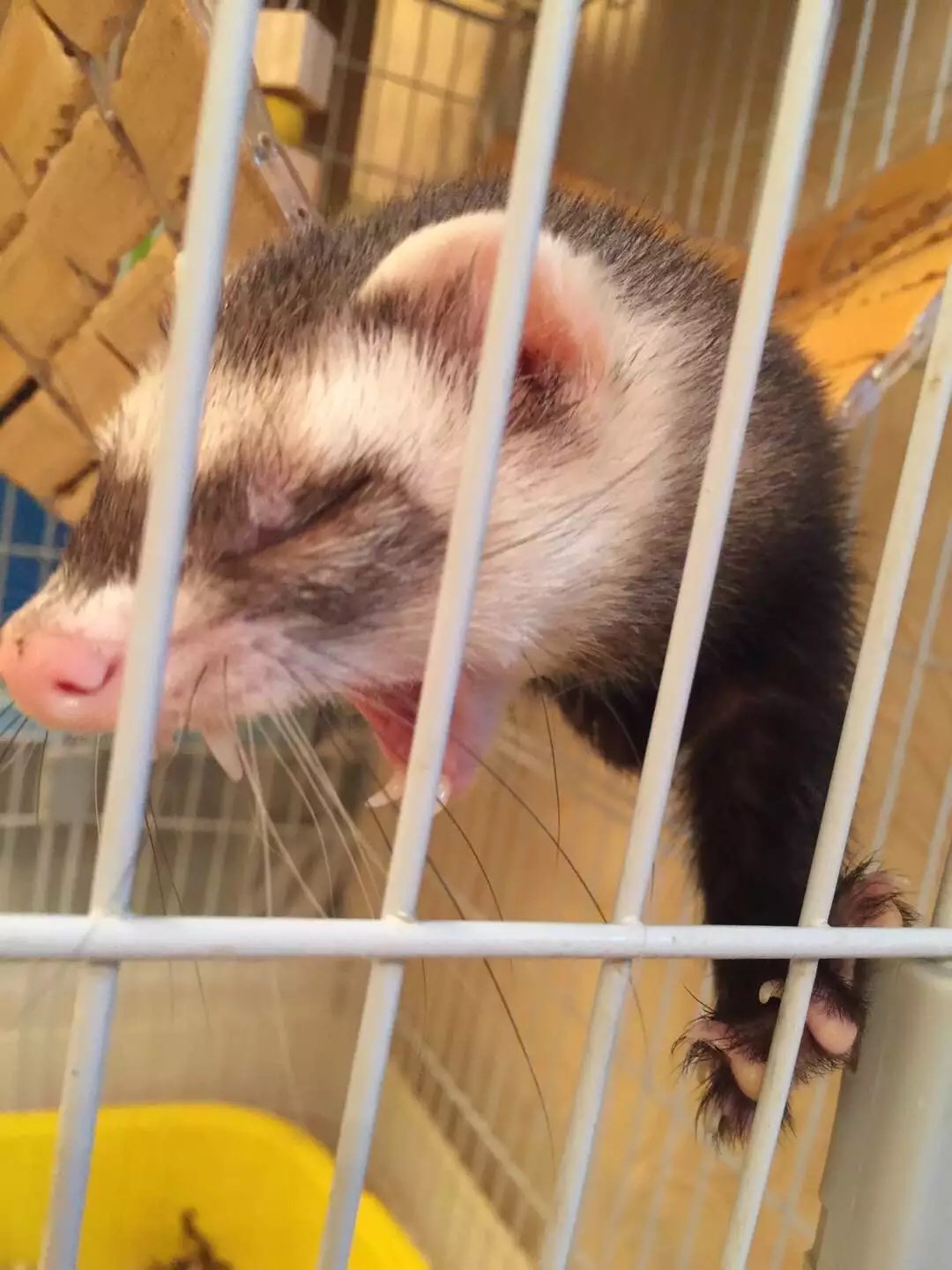 萌萌的安格鲁貂，连小哈士奇都这么喜欢它