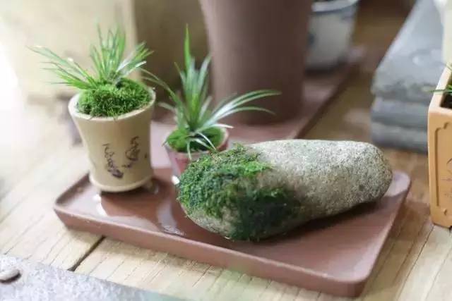 他身为美发师，却潜心钻研一株小草，短短2年竟成业界达人！