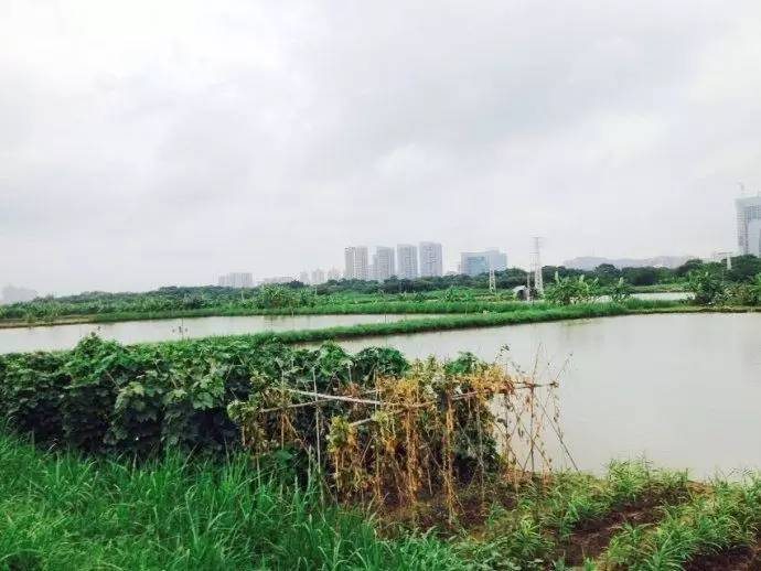 顺德农庄美食推荐,顺德有哪些好吃的山上农庄