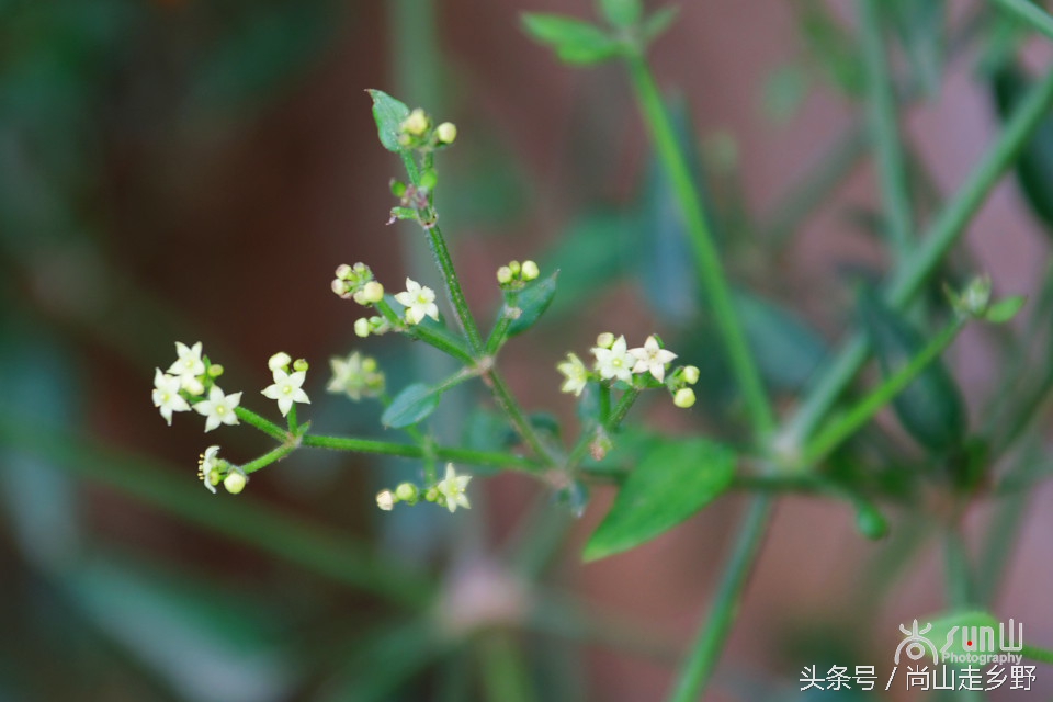 它是地之血，却还能止血，并且是历史悠久的植物染料！