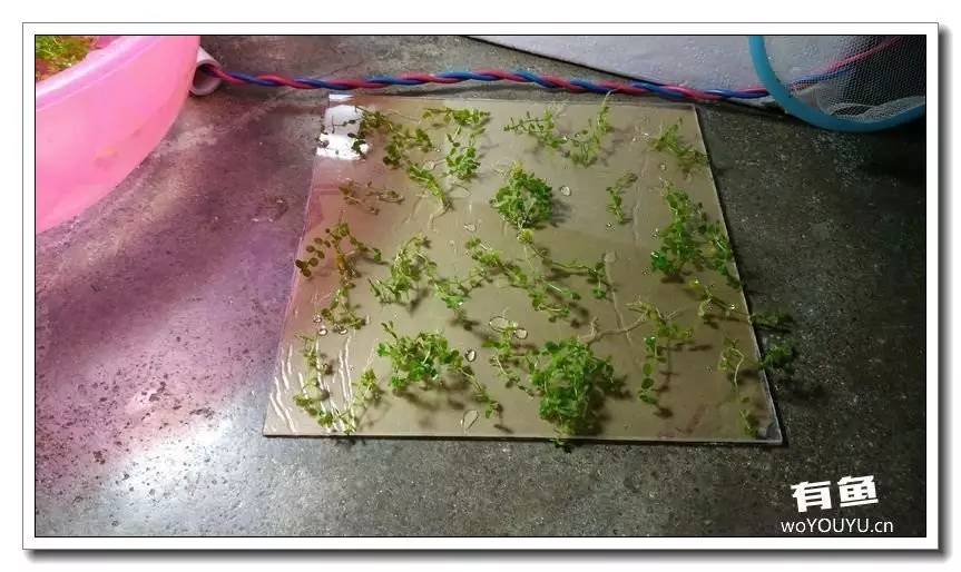 新手小白原生缸开缸教程,鱼缸怎么用高锰酸钾开缸详细教程