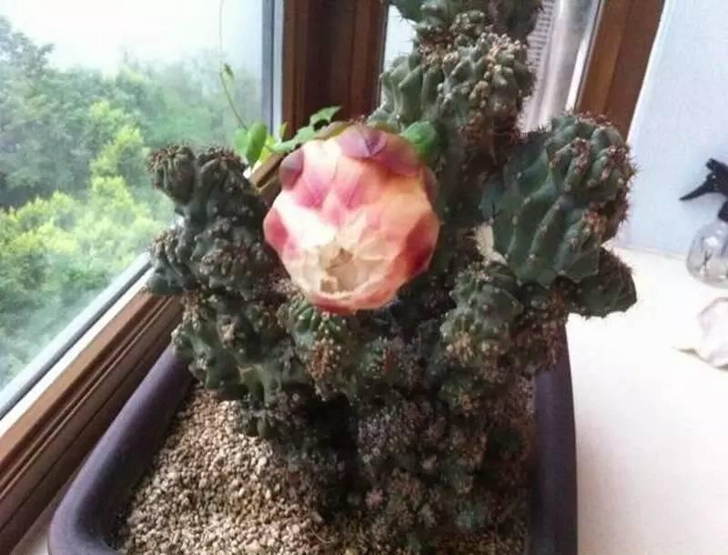 山影拳怎么养出那么怪的模样？教你杜绝病虫和开花