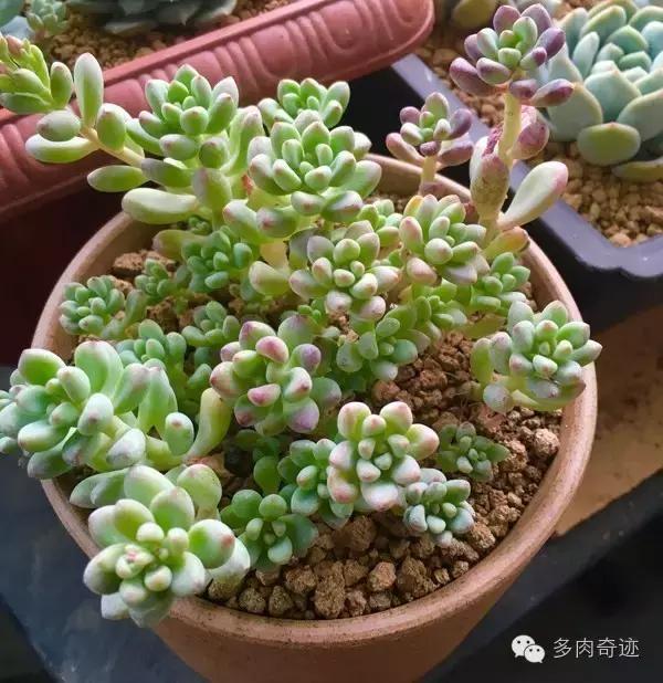 多肉咱们支持国货