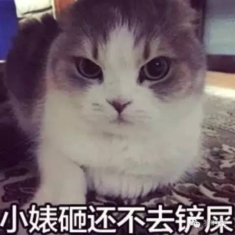 随手清理狗的粪便对吗,不停的捡猫毛