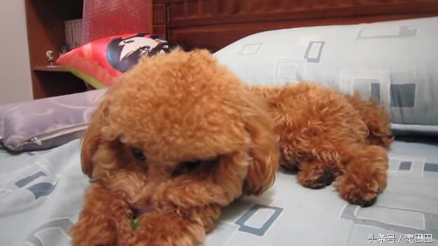 主人想跟贵宾抢东西，结果它十分生气，最后撕牙张嘴要这样对主人