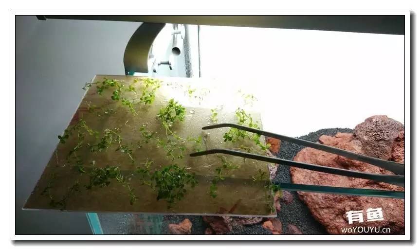 新手小白原生缸开缸教程,鱼缸怎么用高锰酸钾开缸详细教程