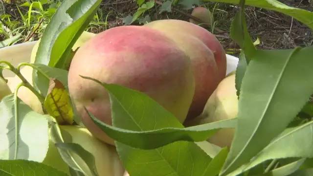 永定区冬桃新鲜采摘等你来,果园现摘冬桃脆甜