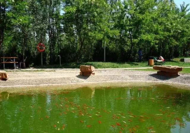 银川真的适合带孩子去吗,银川免费好玩的地方推荐