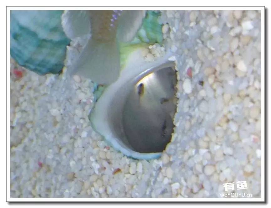 养了一个月的鱼突然大批死亡,斗鱼孵化后小鱼换水团灭