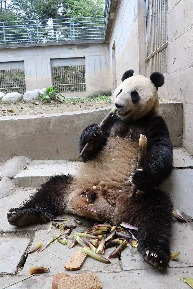 专访丨他说他的目标是拍一套熊猫有表情的照片