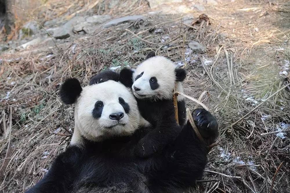 专访丨他说他的目标是拍一套熊猫有表情的照片