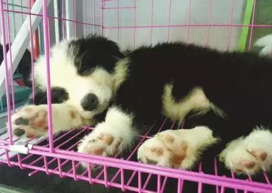 宠物救援机构合肥,宠物救援机构杭州