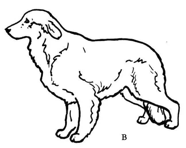 金毛的蓝皮书,金毛蓝皮书电子版