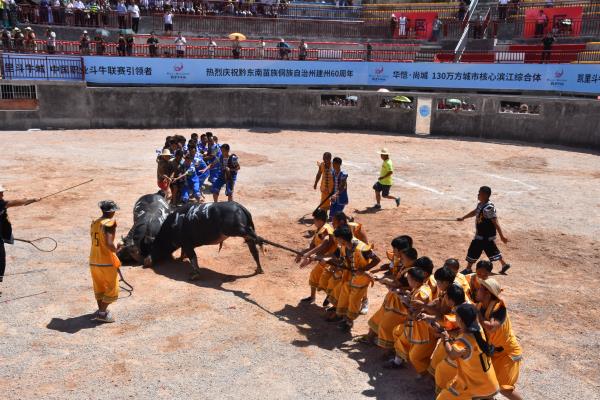 今年凯里哪里有举办斗牛比赛,凯里斗牛近期比赛