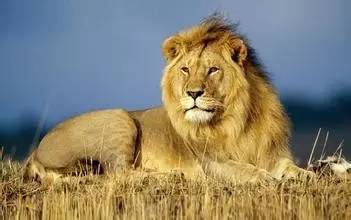 遇到危险动物应该如何自救,遇到危险动物要怎么避免