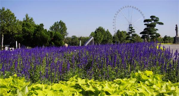 北京薰衣草庄园人间花海,京津冀薰衣草基地