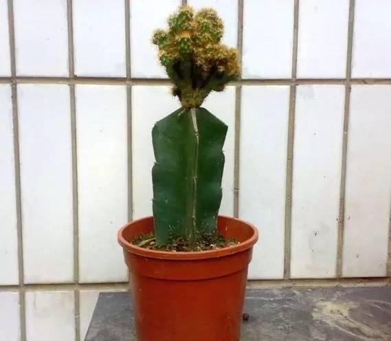 山影拳怎么养出那么怪的模样？教你杜绝病虫和开花