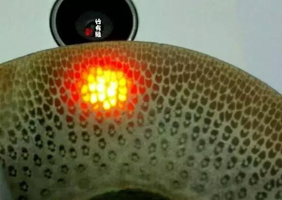 龙血金丝竹百科简介,龙血金丝竹简介