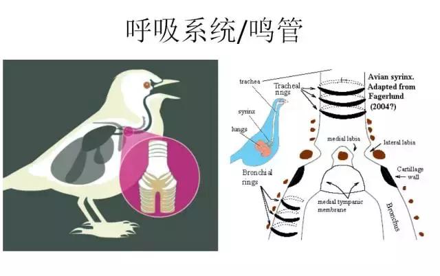 如果小鸟受伤了该怎么救助,发现受伤的小鸟应该怎么办