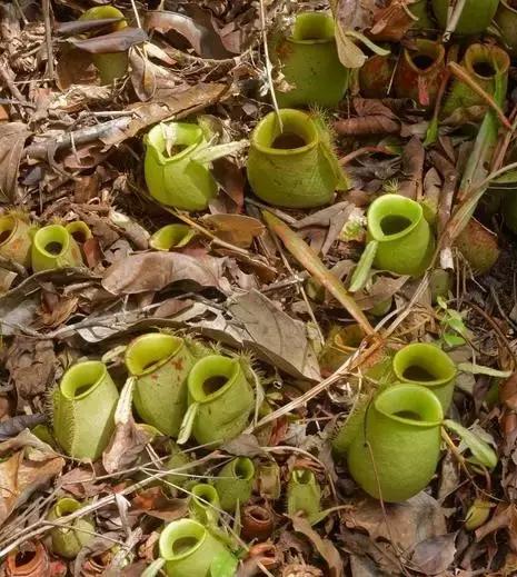 仙本那的海洋旅游,仙本那的海水比三亚好多了