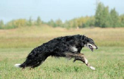 中国本土十大猎犬排行榜,中国本土最原始的猎犬