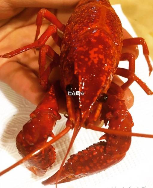西安哪家小龙虾好吃,西安小龙虾好吃排行